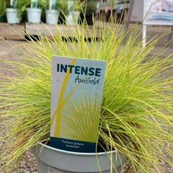 Festuca Glauca - AmiGold Grass